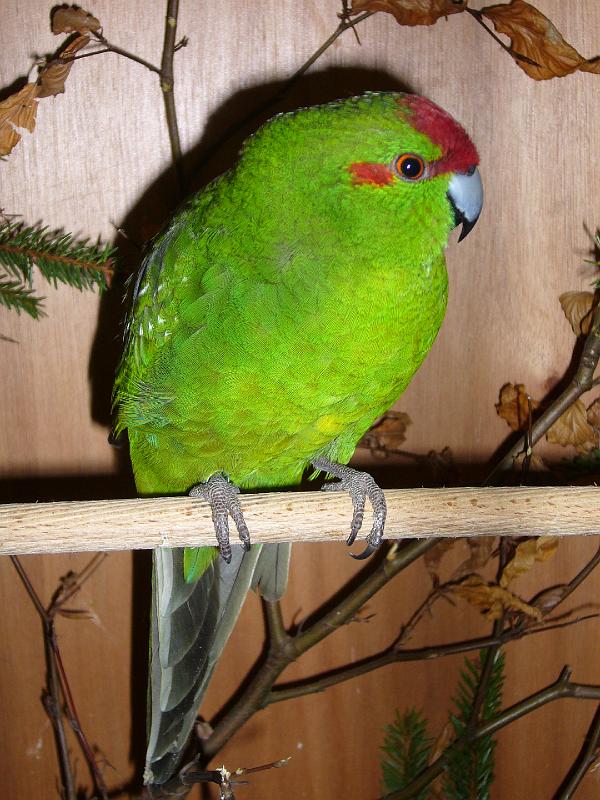 Mastholte 2008 147.jpg - Vogelausstellung wähend der Ortschau Mastholte